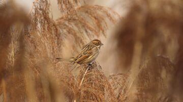 Komplexní přístup k léčení cukrovky: metody a strategie