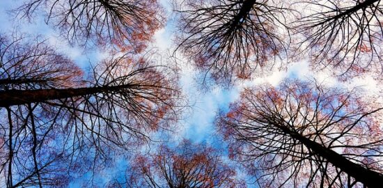 Jak rozpoznat stromy podle tvaru listů a kůry