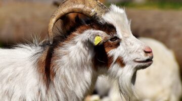 Využití bylinek v kuchyni a při domácí léčbě