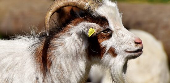 Využití bylinek v kuchyni a při domácí léčbě