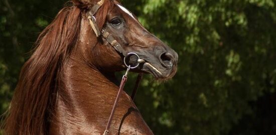 Jak postavit zahradní pergolu krok za krokem