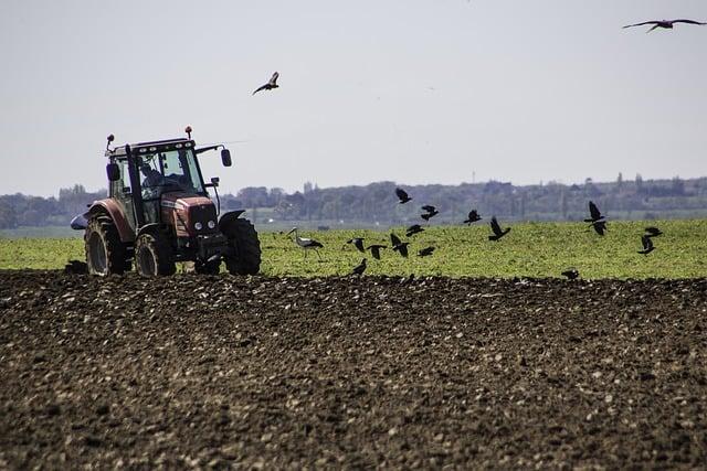 Jak pěstovat zeleninu: rady a tipy
