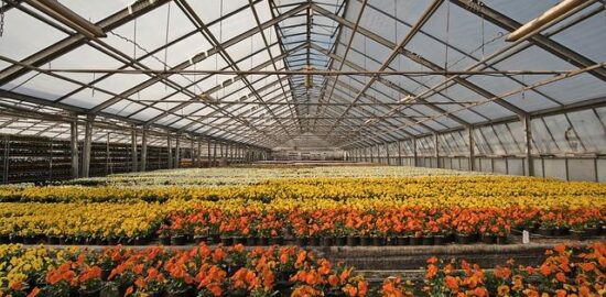 Skleník – informace a tipy