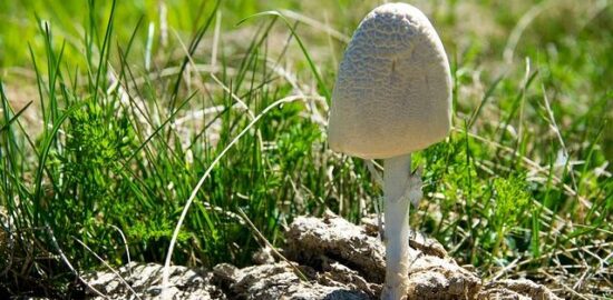 Jak správně používat hnojivo