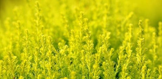 Jak vytvořit zahradu plnou kvetoucích květinší?