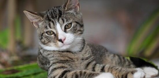 Jak upéct domácí ovocný koláč