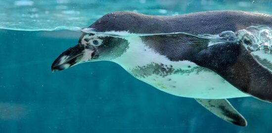 Začínáme s akváriem: První kroky a tipy