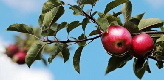 Jaké ovoce je nejlepší jíst v létě