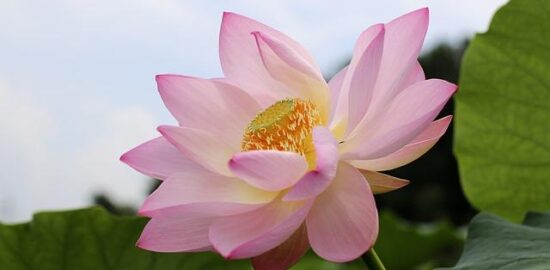 Jak správně zalévat květiny v zahradě