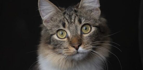 Jak udělat domácí plechovou kytaru