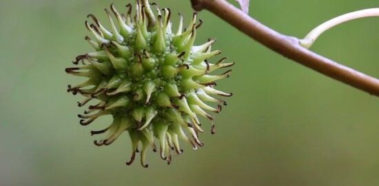 Jak správně zasadit ovocný strom ve vaší zahradě