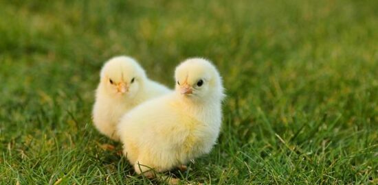 Domácí kuře na paprice: Krok za krokem