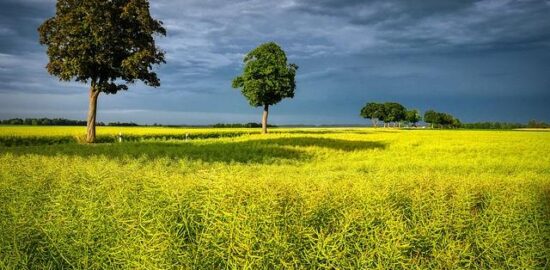 Pěstování bonsají: Umění a techniky