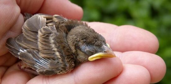 Jak se starat o pokojovou rostlinu