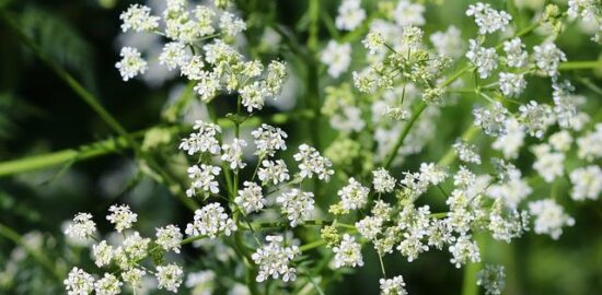 5 nejběžnějších bylin na pěstování doma