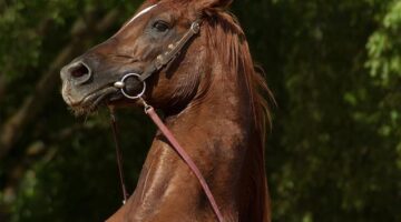 Jak postavit dřevěnou pergolu?