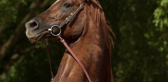 Jak postavit dřevěnou pergolu?