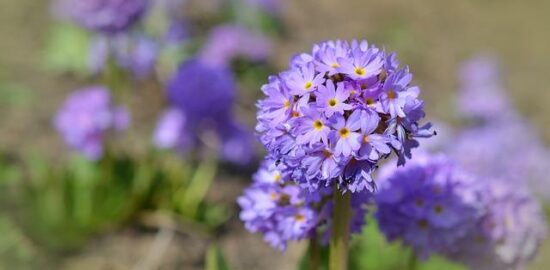 Typ článku: Informative
Název: „Pěstování květin