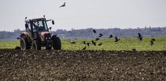 Jak pěstovat květinu