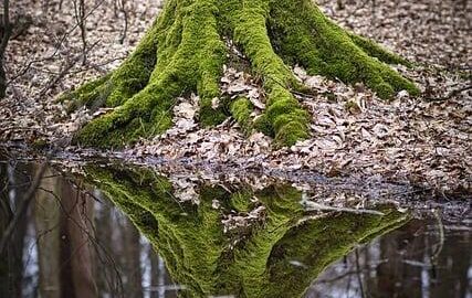 Jak správně zasadit strom ve vaší zahradě