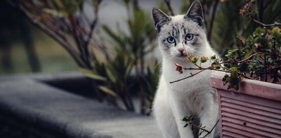 Domácí svíčková na smetaně: Klasika na talíři
