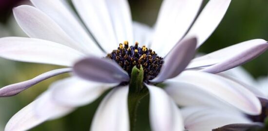 Jak vybrat správnou květinu