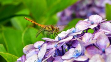 Jak vybrat správné hobby – rady a tipy