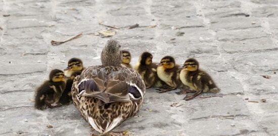 Jak udržovat zdravé vztahy – čeština
