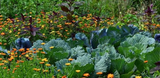 Základy pěstování zeleniny