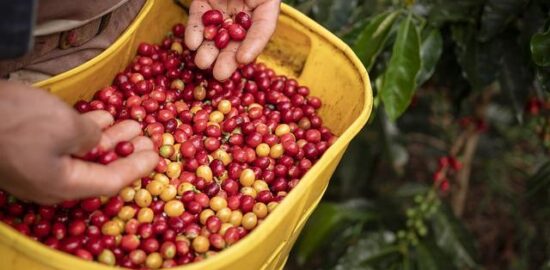 Pěstování bylinek v bytě: Základní průvodce