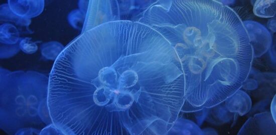 Jak začít s akváriem: První kroky