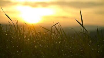 Jak začít s včelařením jako hobby