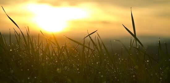 Jak začít s včelařením jako hobby