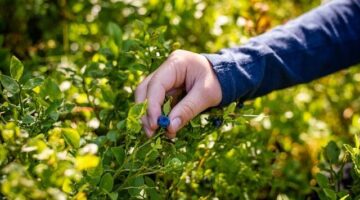 Jak zahájit sbírání mincí: První kroky