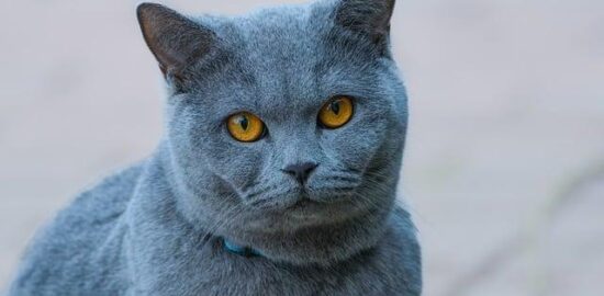 Domácí kompostér krok za krokem