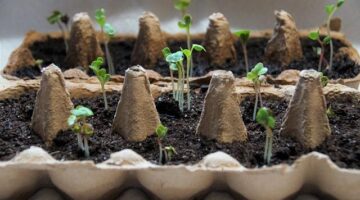 Jak správně zasadit strom v zahradě