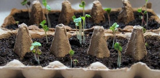 Jak správně zasadit strom v zahradě