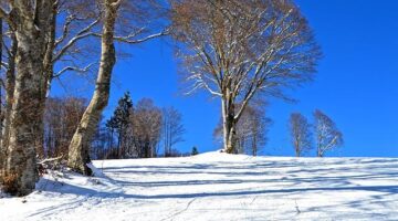 Včelaření pro začátečníky: První kroky