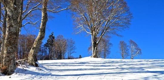 Včelaření pro začátečníky: První kroky