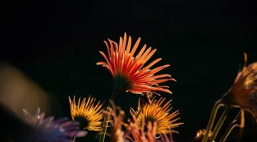 Pěstování květin: Informace o péči a podmínkách