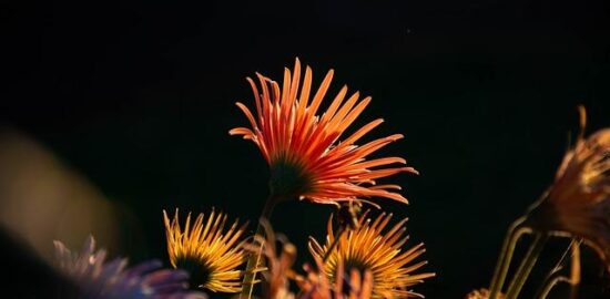 Pěstování květin: Informace o péči a podmínkách