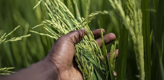 Pěstování rostlin v interiéru: inspirace