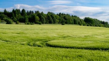 Jak pěstovat chutnou zeleninu ve městě