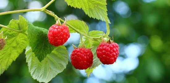 Jak pěstovat květinu – článek o péči o rostliny