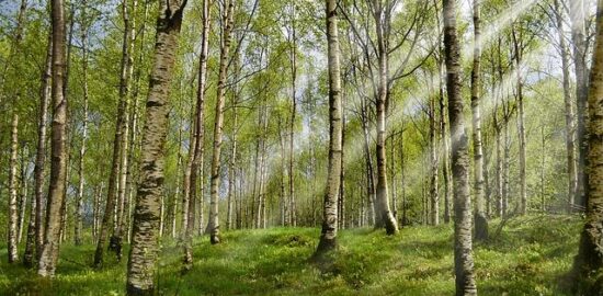 Alergie: Informative