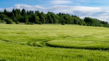 Jak pěstovat domácí bylinky celoročně