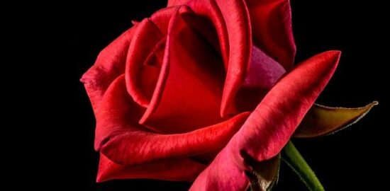 Tipy na péči o květinu