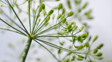 Jak udělat domácí bylinky