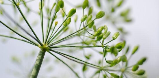 Jak udělat domácí bylinky