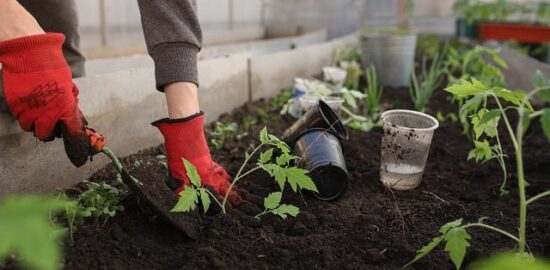 Jak správně vybrat skleník